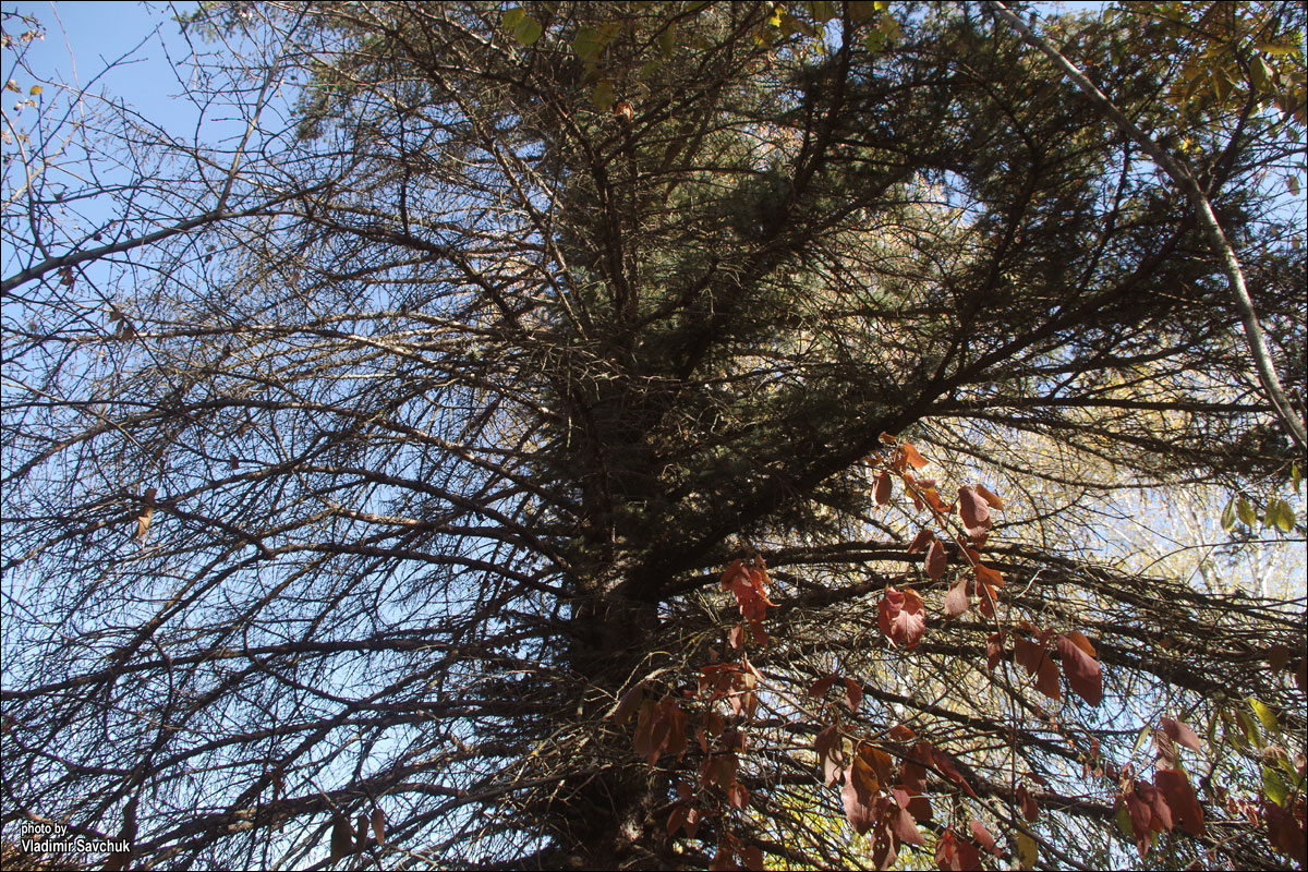 Image of genus Picea specimen.