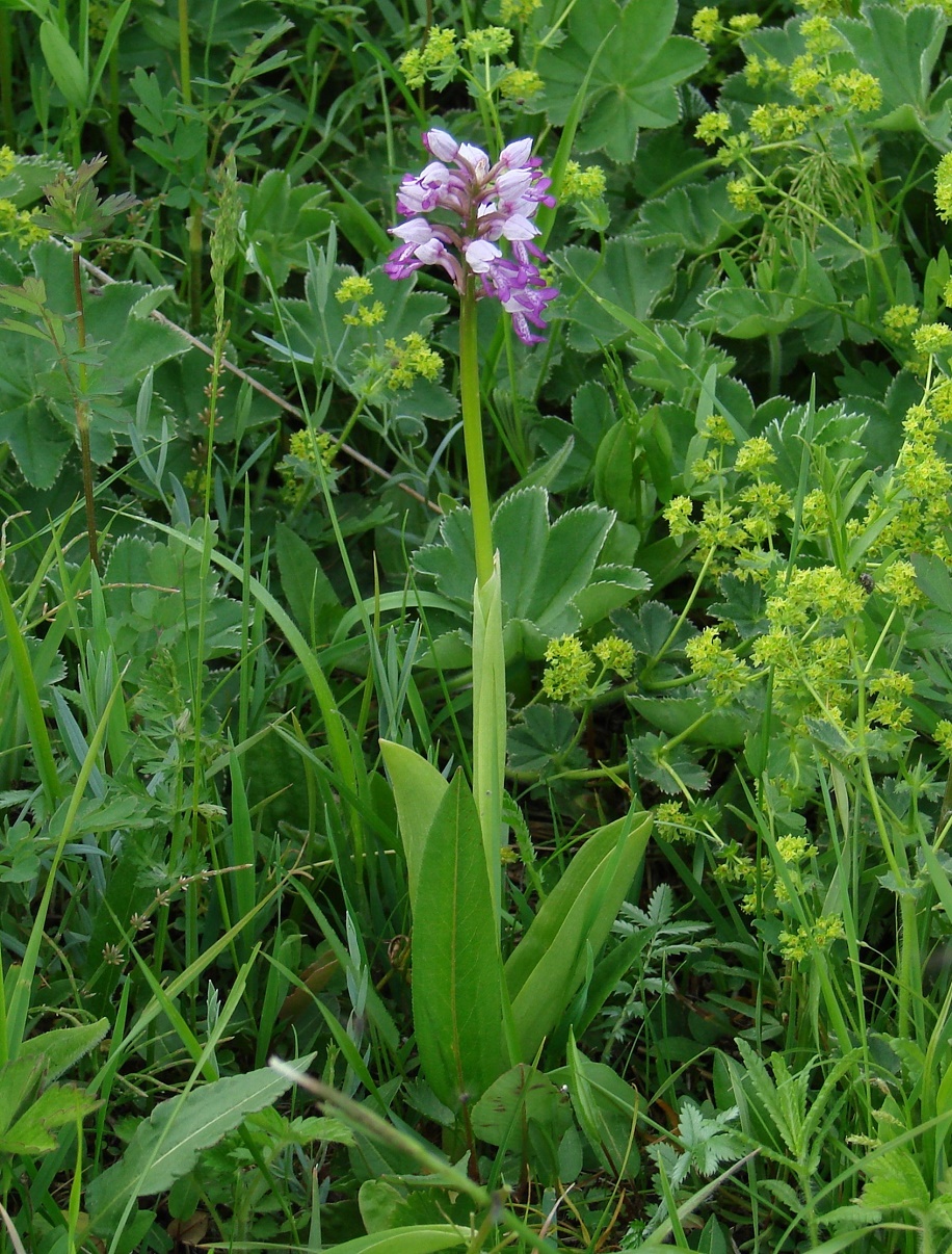 Изображение особи Orchis militaris.