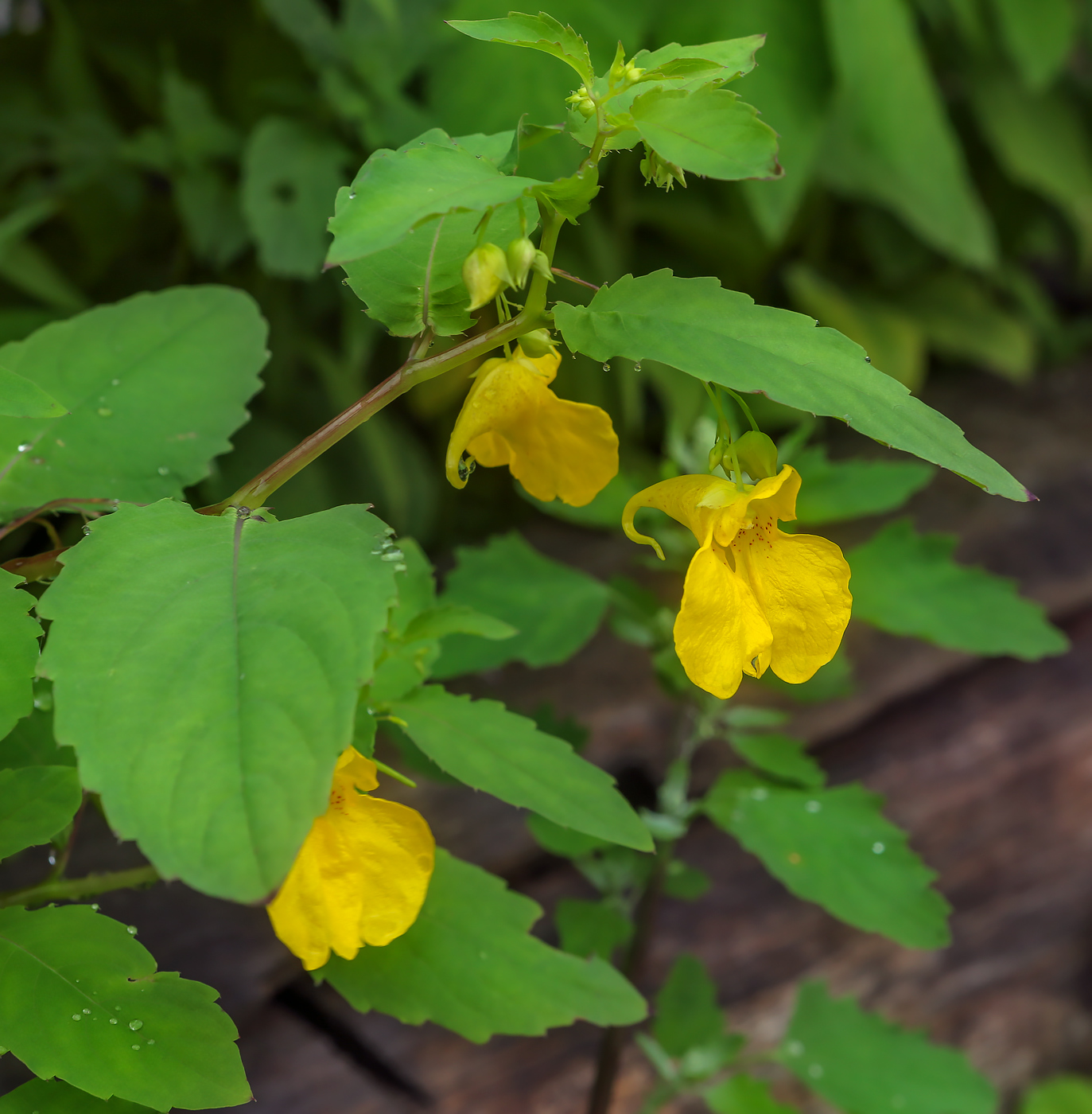 Image of Impatiens noli-tangere specimen.