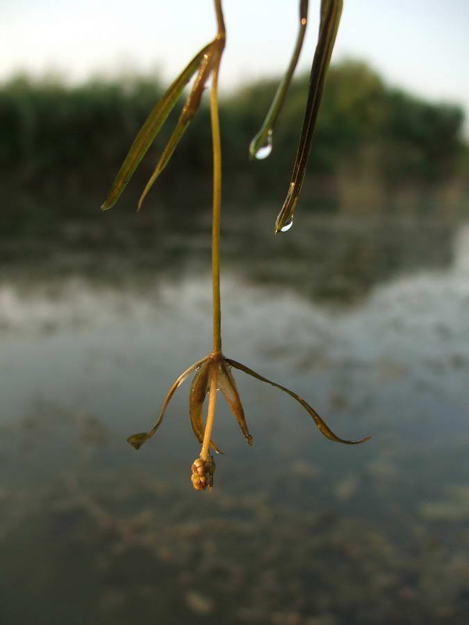 Image of Potamogeton berchtoldii specimen.