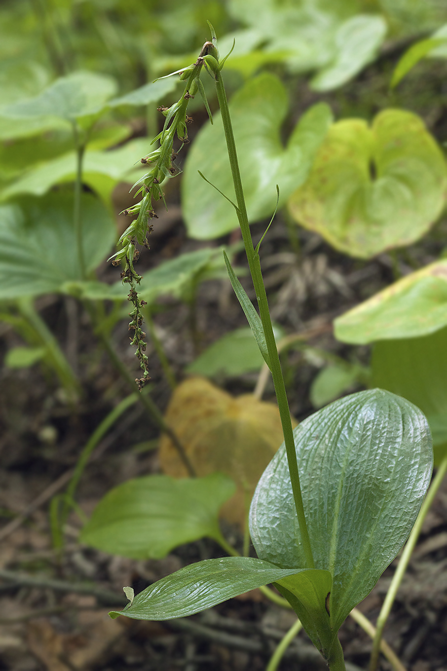 Изображение особи Platanthera ditmariana.