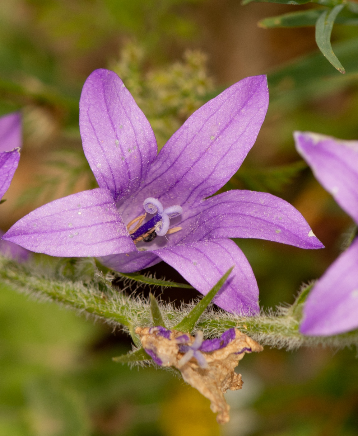 Image of Campanula rapunculus specimen.