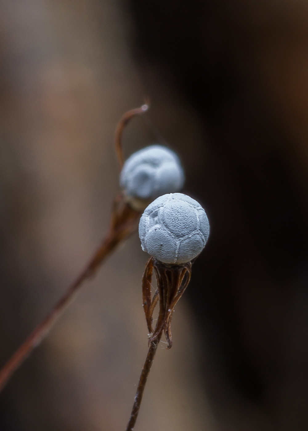 Изображение особи Trientalis europaea.