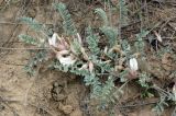Astragalus sareptanus