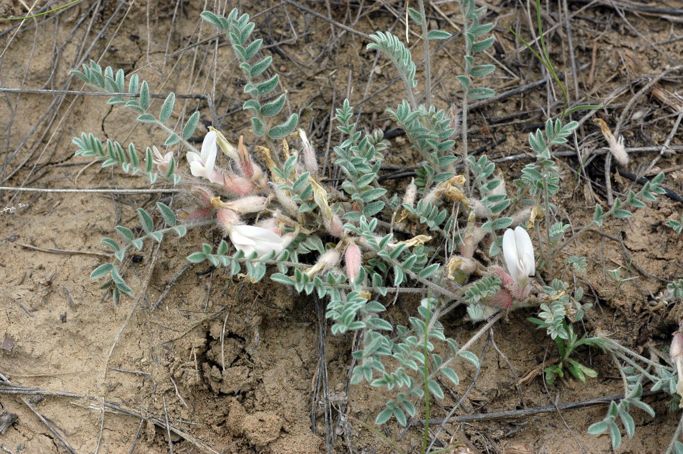 Изображение особи Astragalus sareptanus.