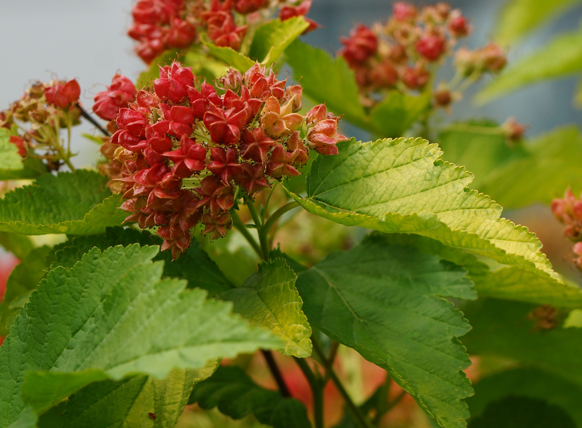 Изображение особи Physocarpus opulifolius.