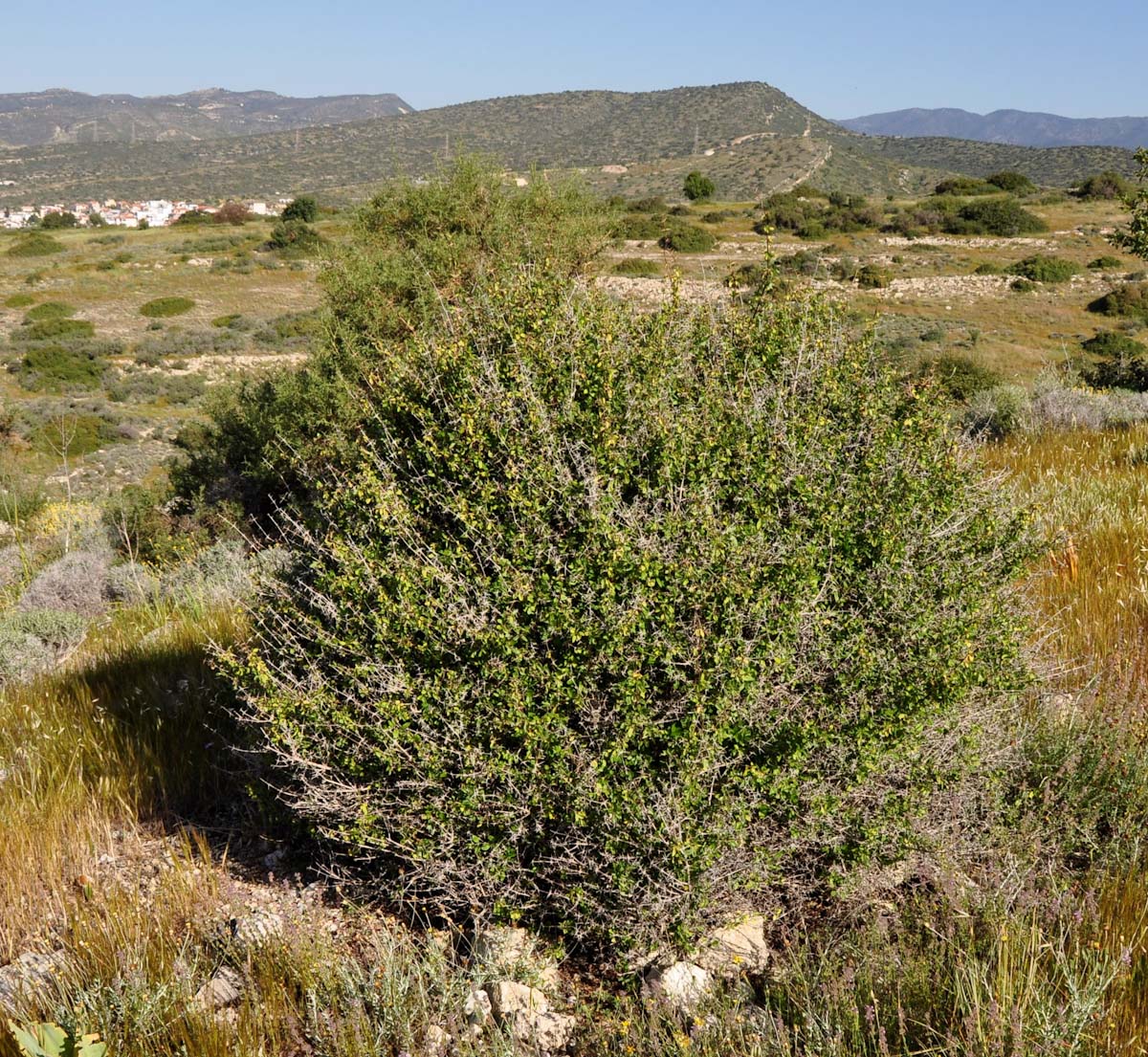 Image of Acanthoprasium integrifolium specimen.