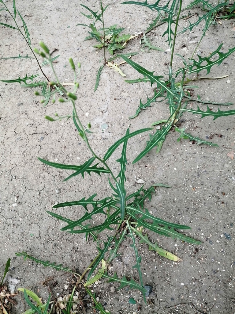 Image of Lactuca tatarica specimen.