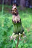 Taraxacum officinale. Нераскрывшееся соплодие. Свердловская обл., окр. г. Североуральск, опушка сосново-елового леса на берегу р. Вагран (район скал Три Брата). 15.06.2010.