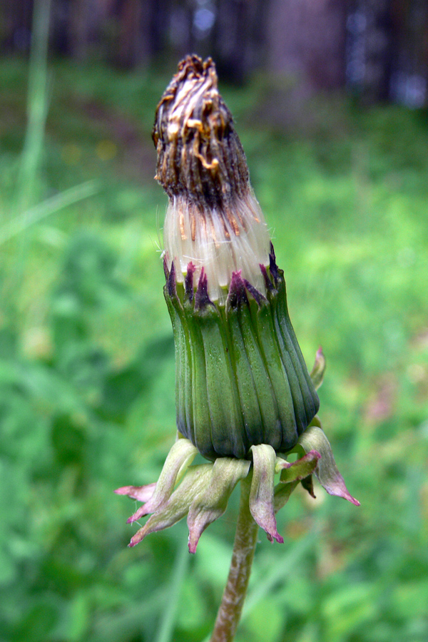 Image of Taraxacum officinale specimen.