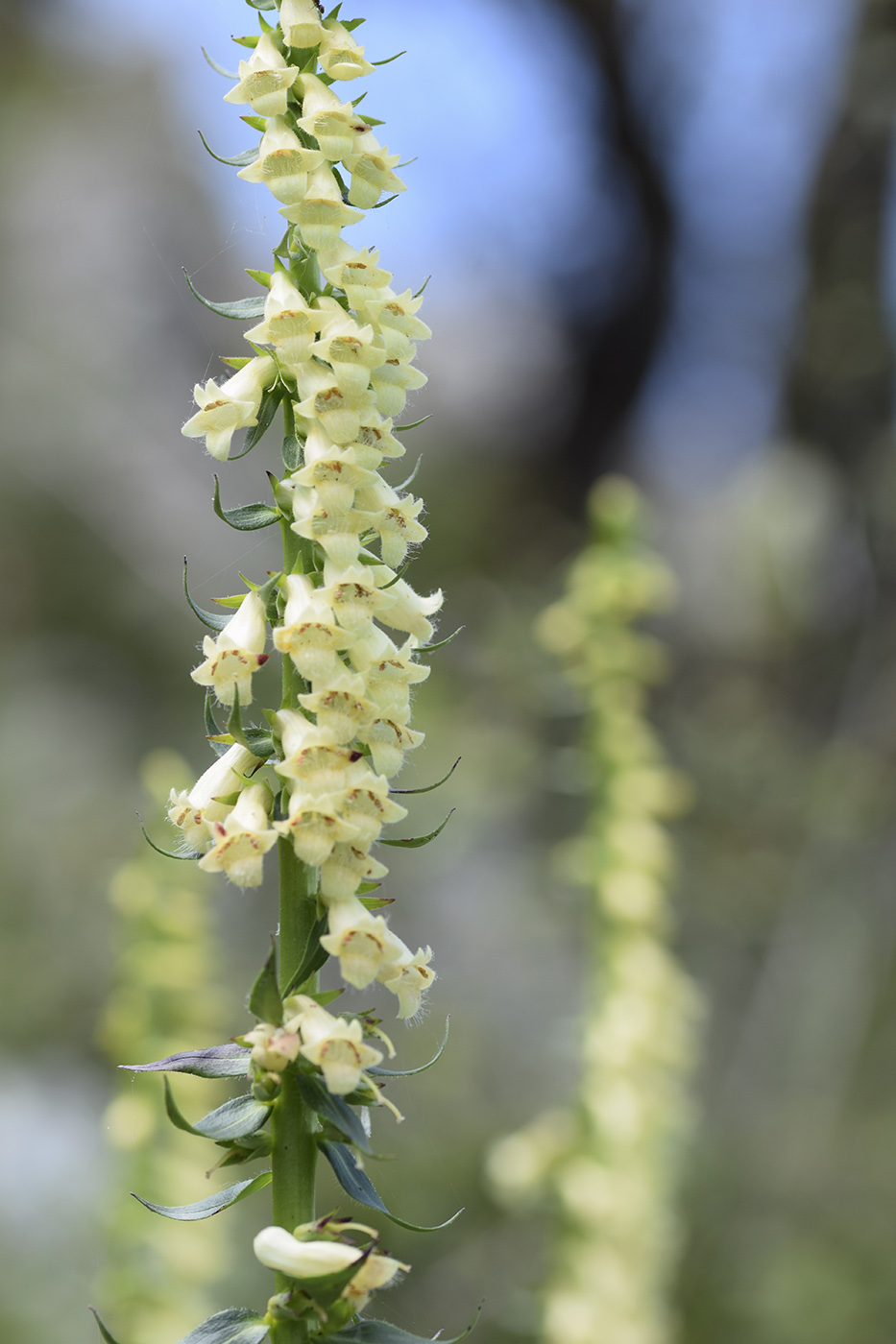 Изображение особи Digitalis lutea.