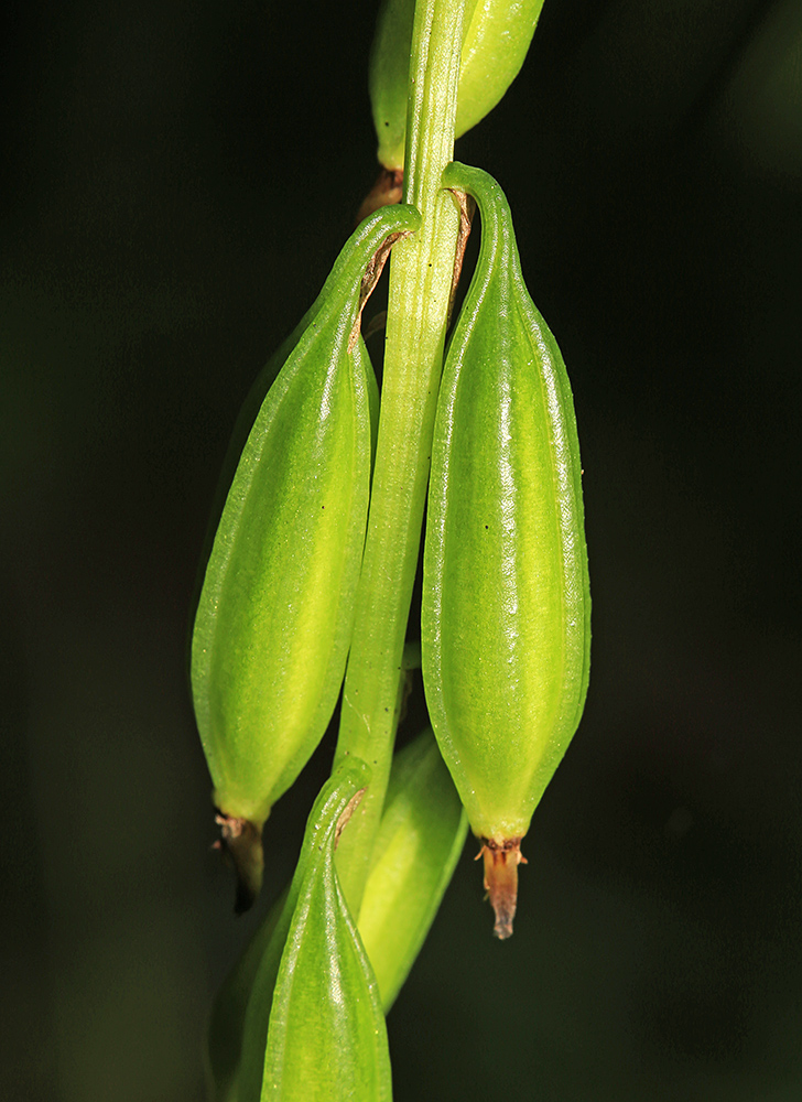 Изображение особи Oreorchis patens.