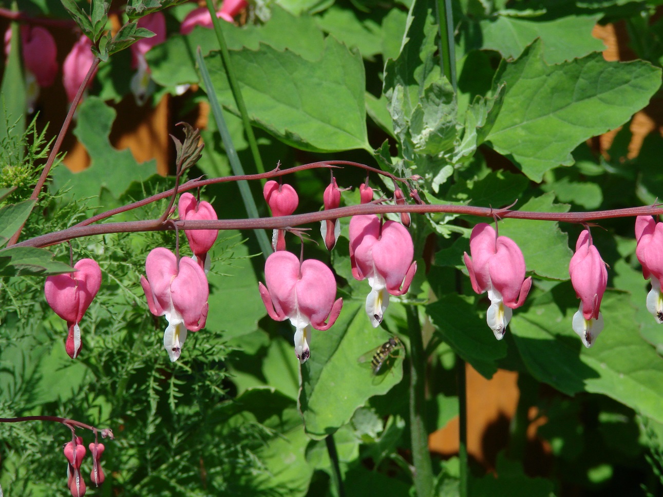 Изображение особи Dicentra spectabilis.