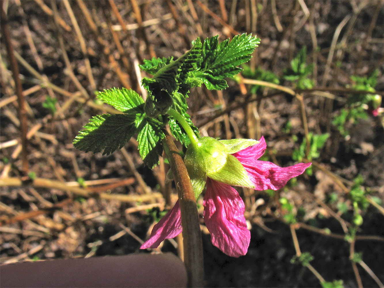 Image of Rubus spectabilis specimen.