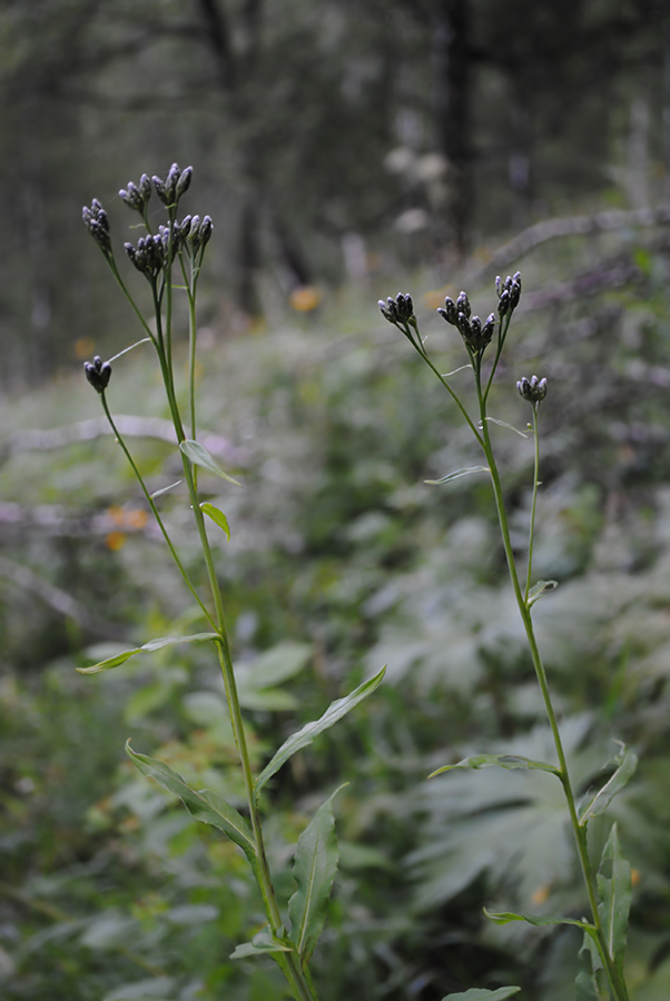 Image of Saussurea parviflora specimen.