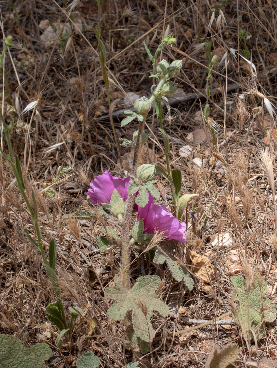 Image of Alcea setosa specimen.