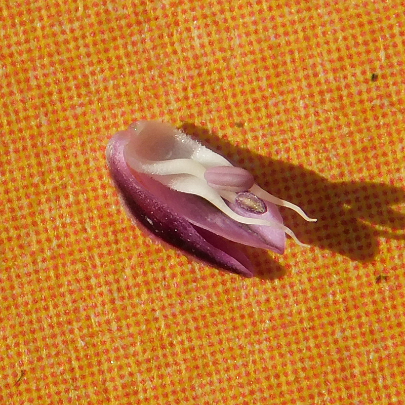 Image of Allium rotundum specimen.