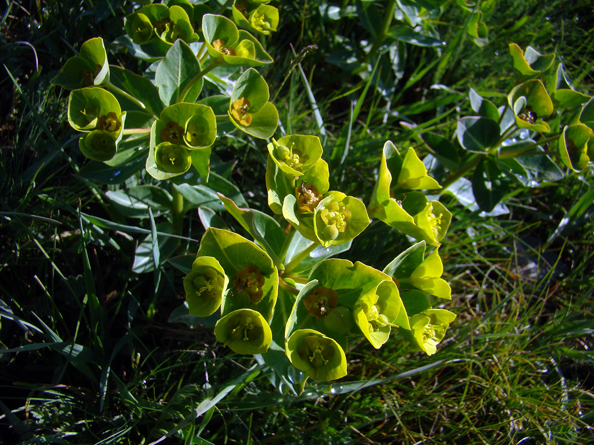 Изображение особи Euphorbia tianschanica.