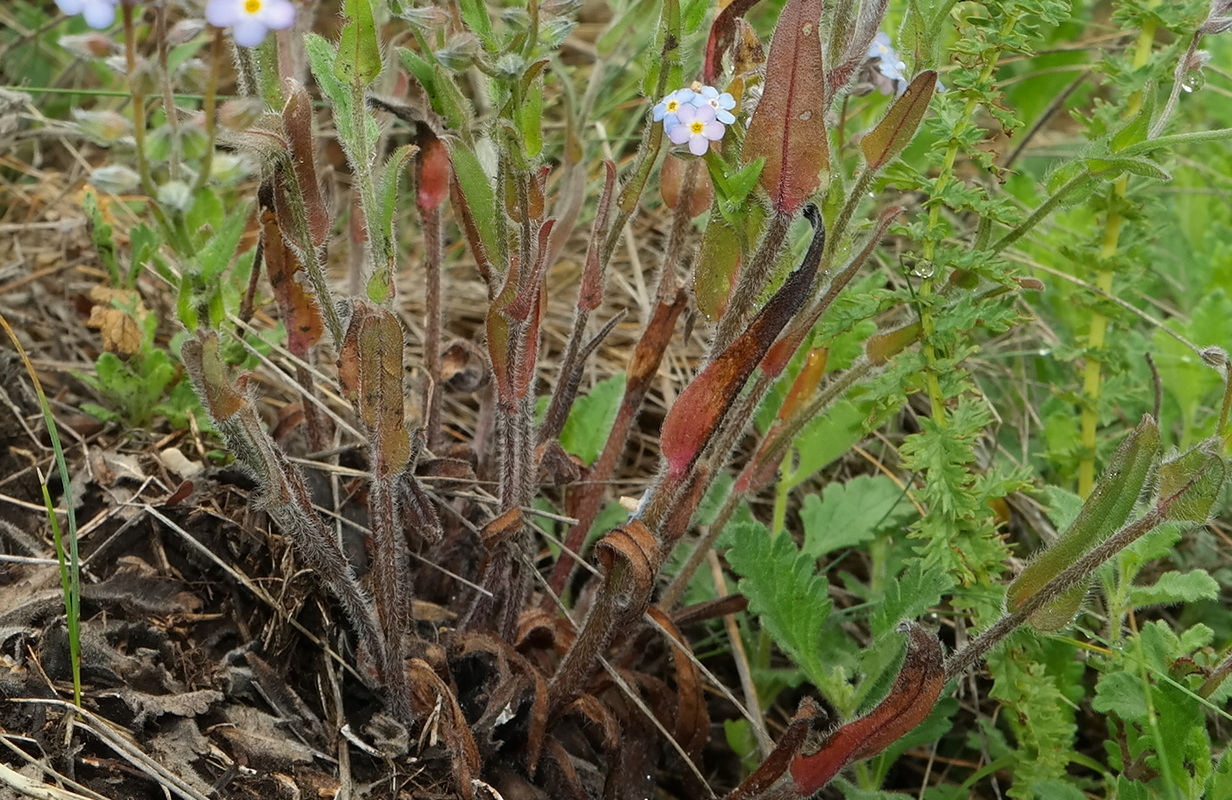 Image of Myosotis lithospermifolia specimen.