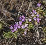 Thymus bashkiriensis. Цветущее растение. Пермский край, Кунгурский р-н, ур. Подкаменная гора, крутой склон, разнотравный луг. 26.06.2021.