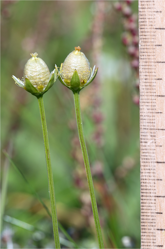 Изображение особи Parnassia palustris.