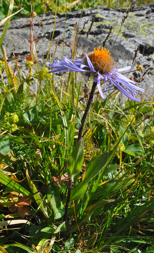 Изображение особи Erigeron flaccidus.