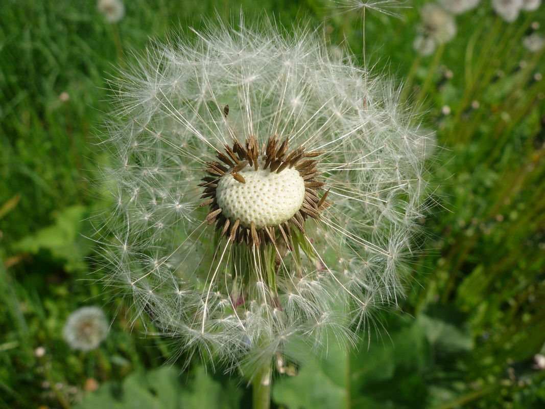 Image of Taraxacum officinale specimen.