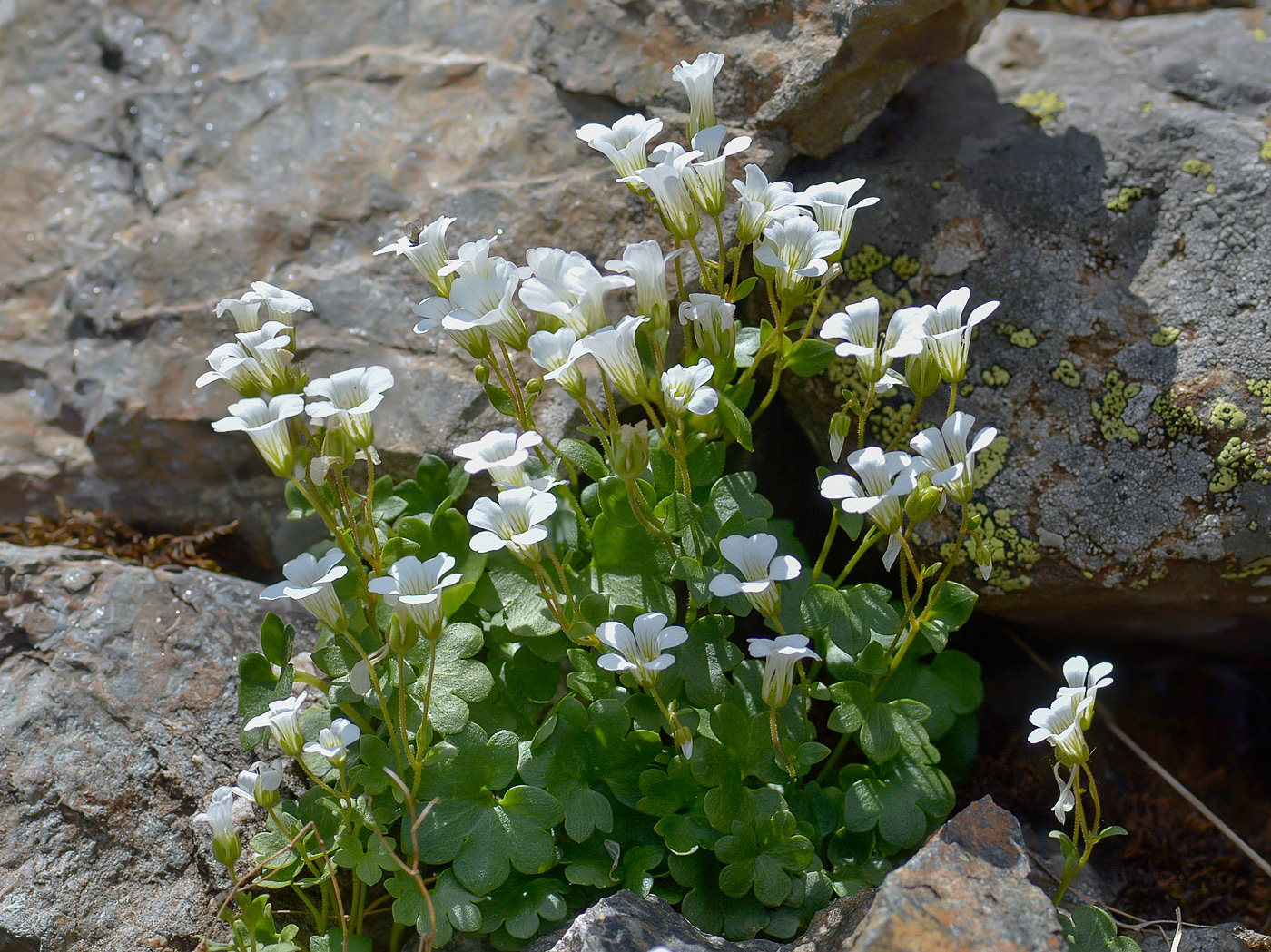 Image of Saxifraga sibirica specimen.