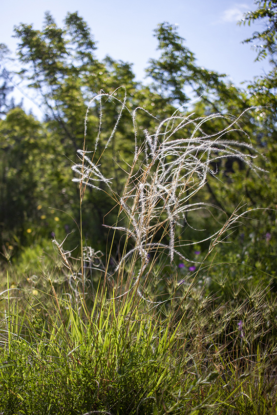 Image of genus Stipa specimen.