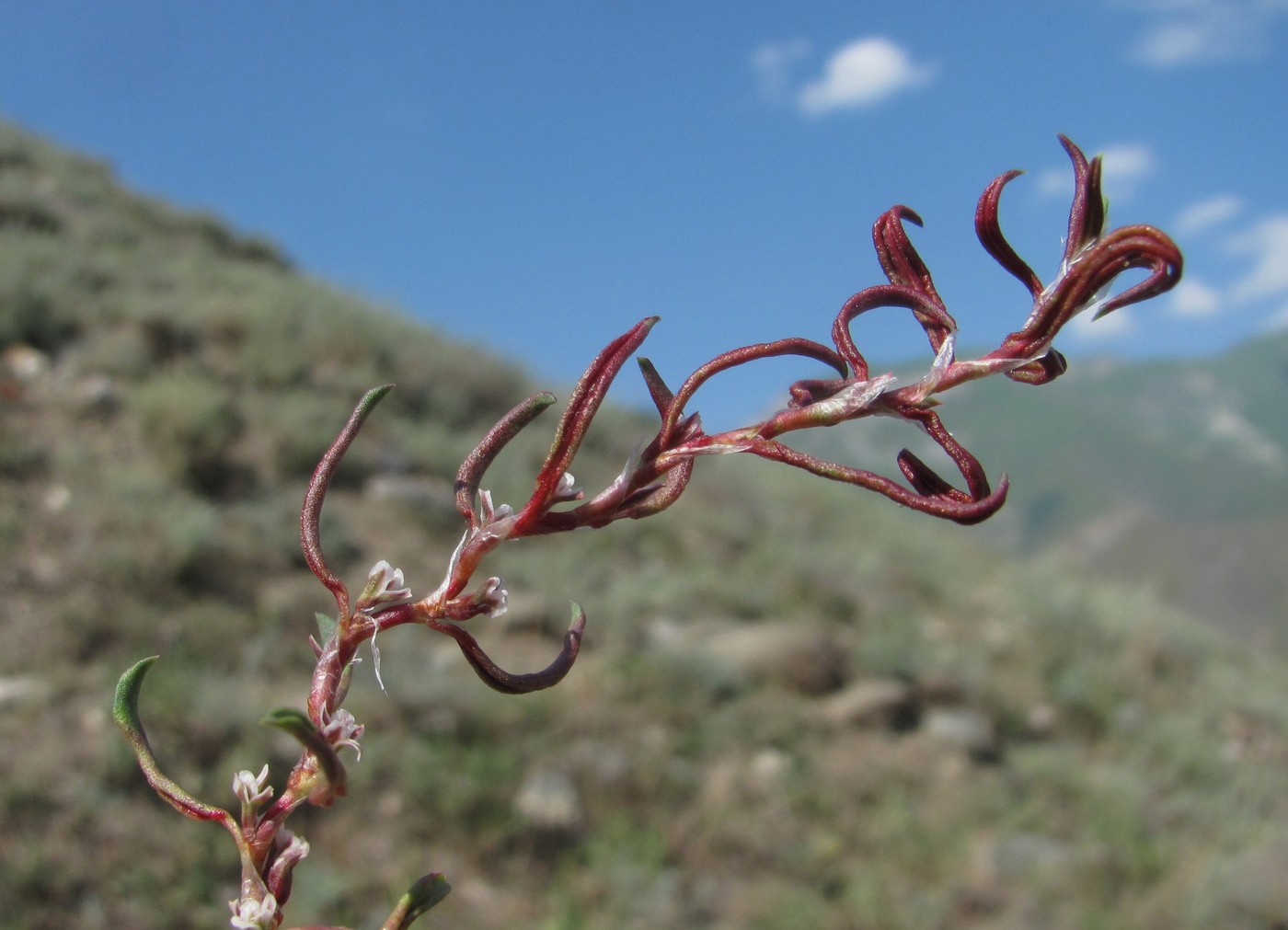 Изображение особи род Polygonum.