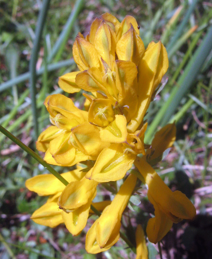 Image of Corydalis gortschakovii specimen.