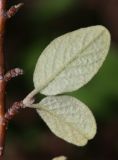 Cotoneaster melanocarpus. Листья (вид на абаксиальную поверхность). Алтай, Кош-Агачский р-н, 5 км СВ с. Кокоря, степная балка. 26 июня 2022 г.