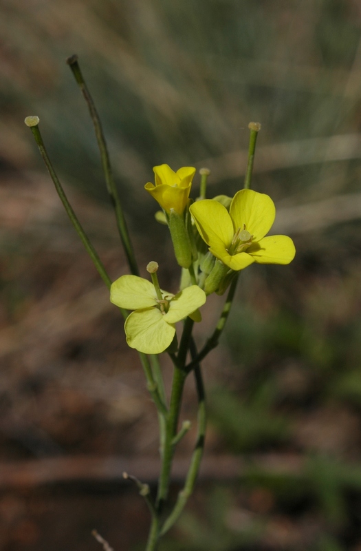 Image of Erysimum canescens specimen.