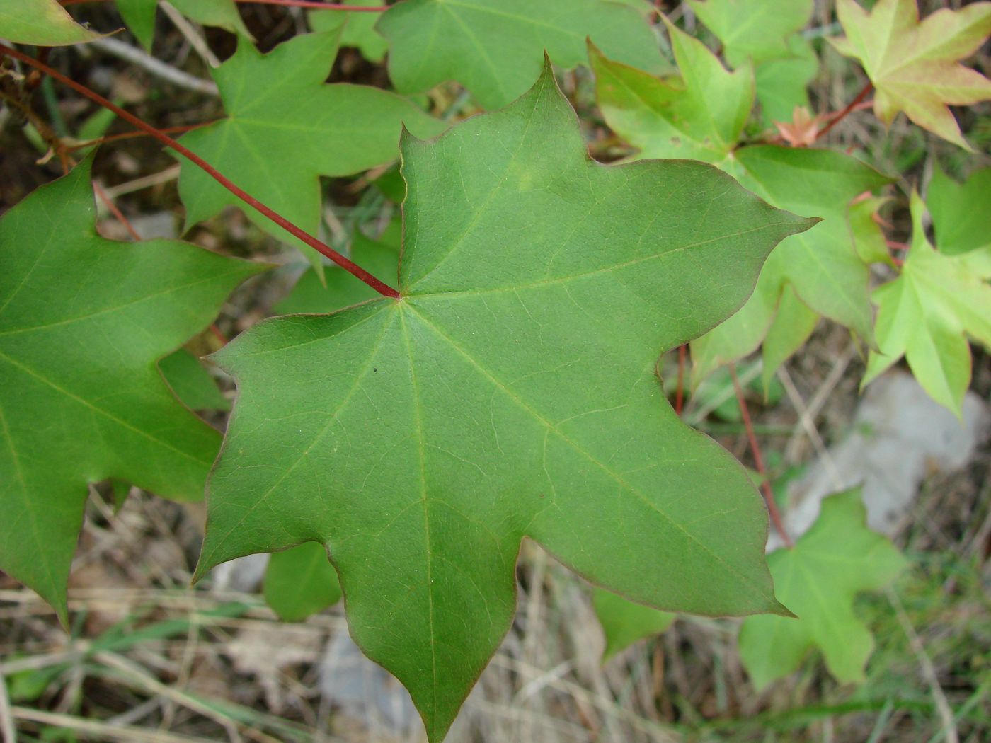 Image of Acer turkestanicum specimen.