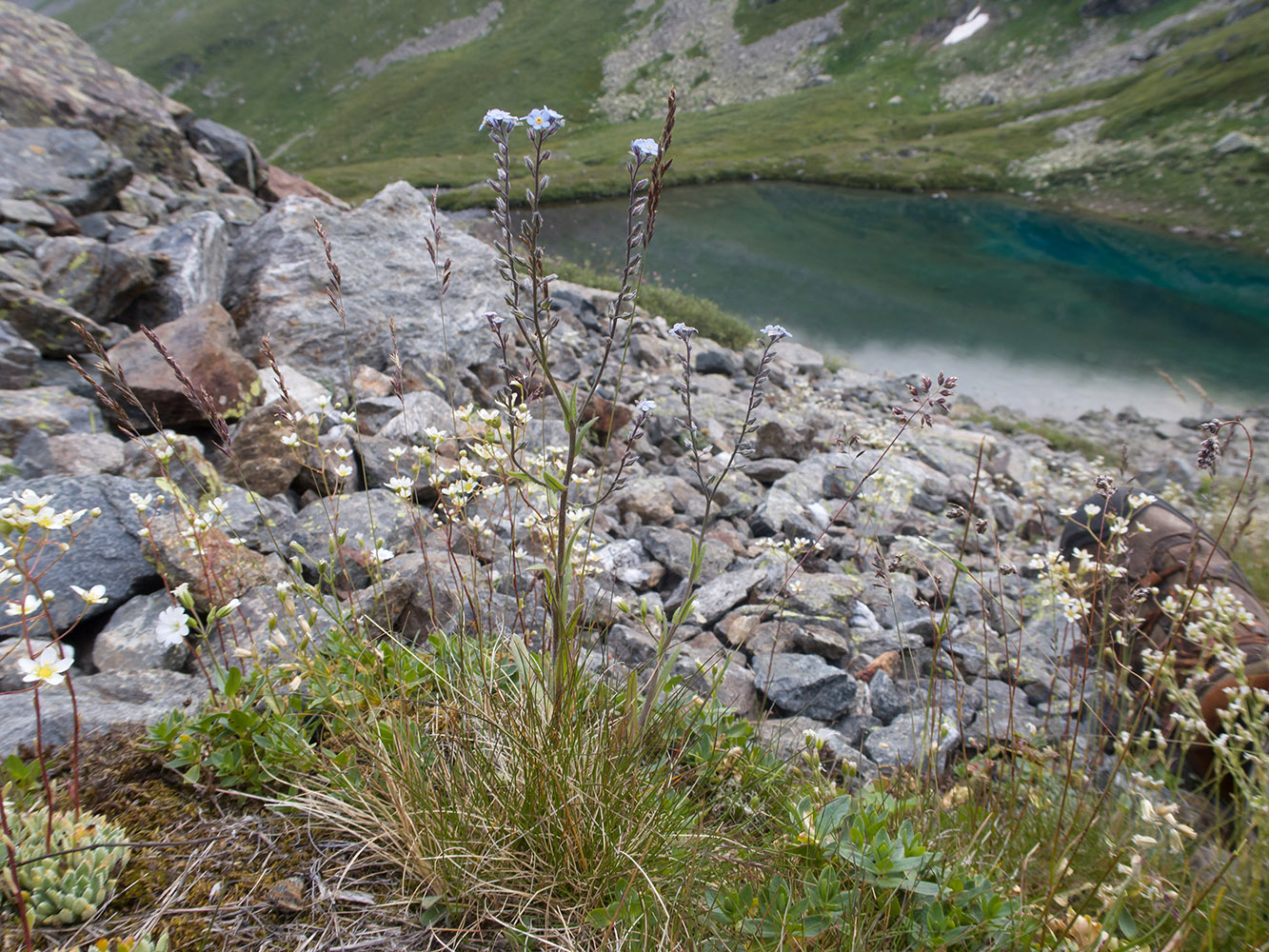 Изображение особи Myosotis alpestris.