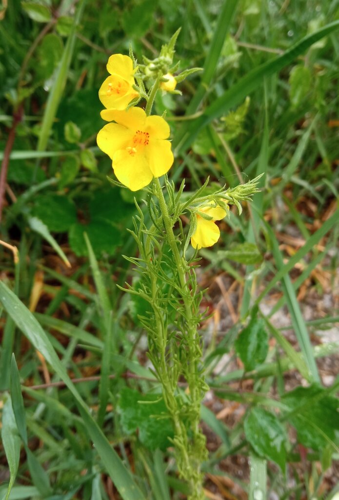 Изображение особи Verbascum orientale.