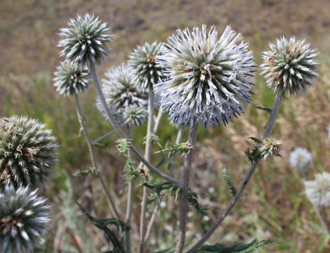 Изображение особи Echinops sphaerocephalus.