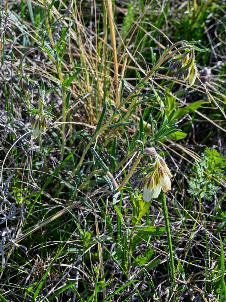 Изображение особи Onosma simplicissima.