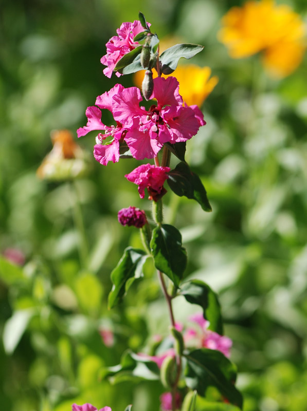 Изображение особи Clarkia unguiculata.