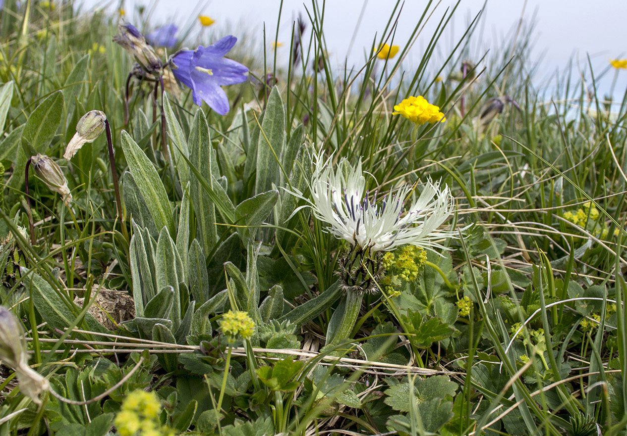 Image of Centaurea cheiranthifolia specimen.