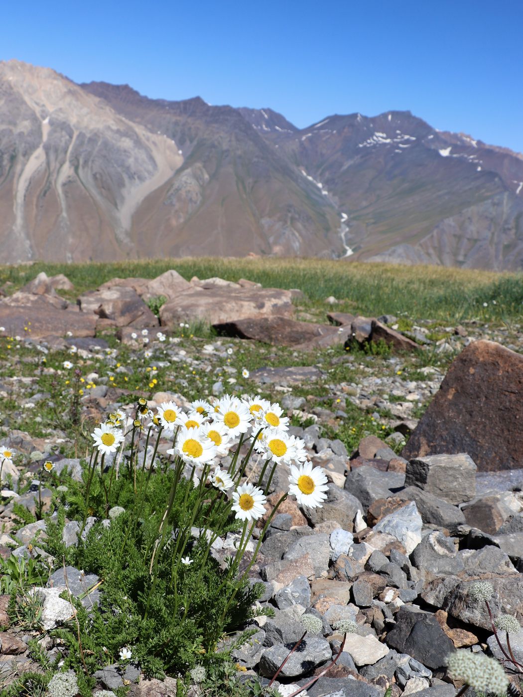 Image of Pyrethrum karelinii specimen.