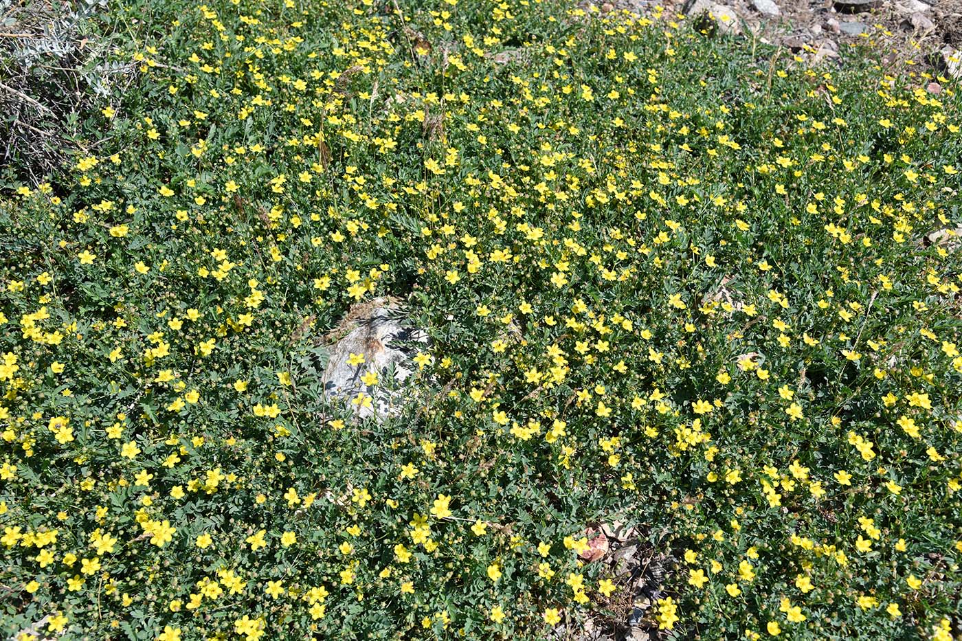 Image of Potentilla orientalis specimen.