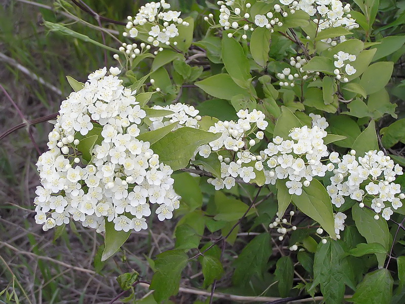 Image of Deutzia glabrata specimen.