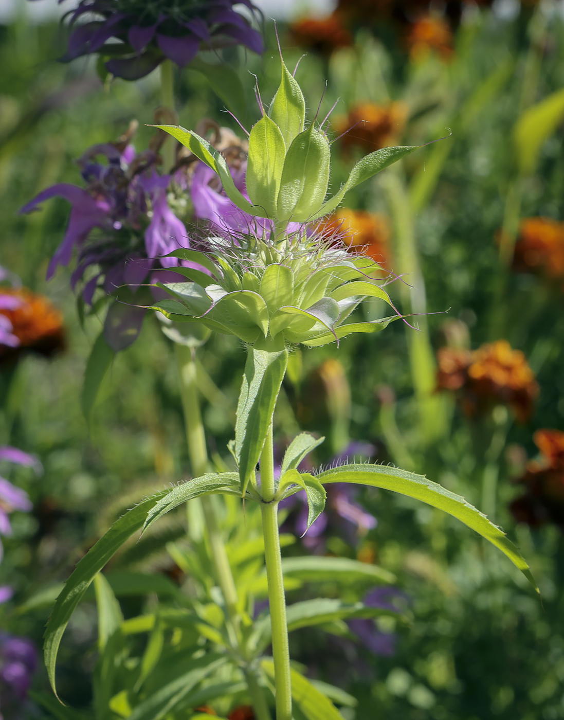 Image of Monarda citriodora specimen.