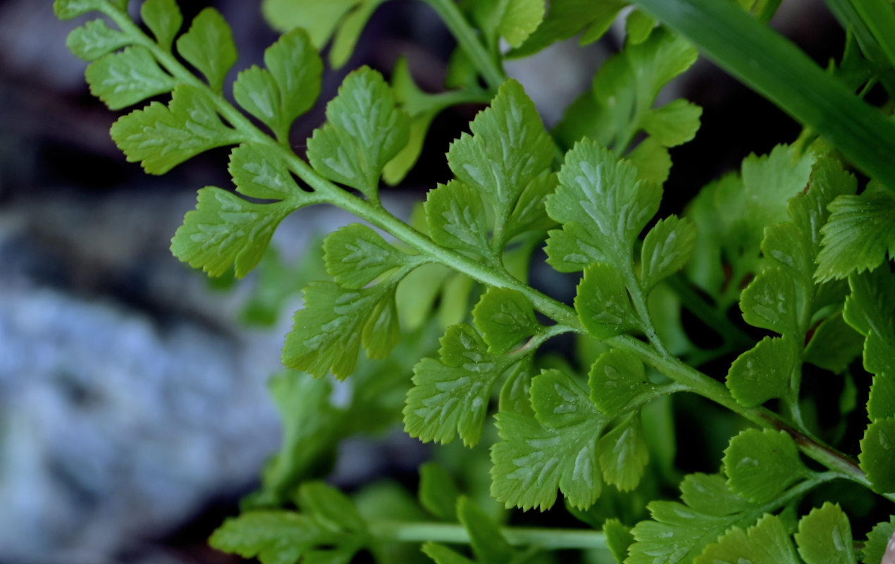 Изображение особи Asplenium sajanense.