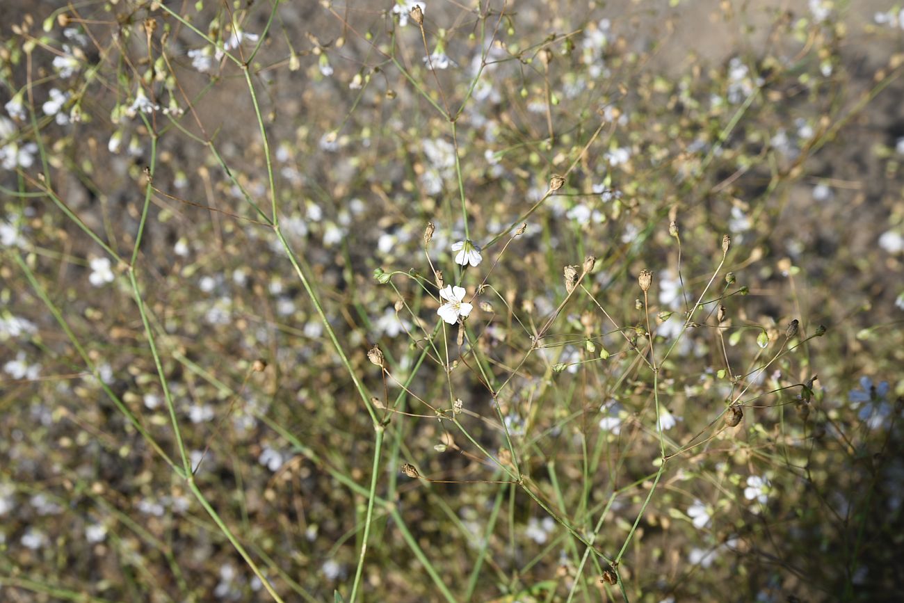 Image of Gypsophila elegans specimen.