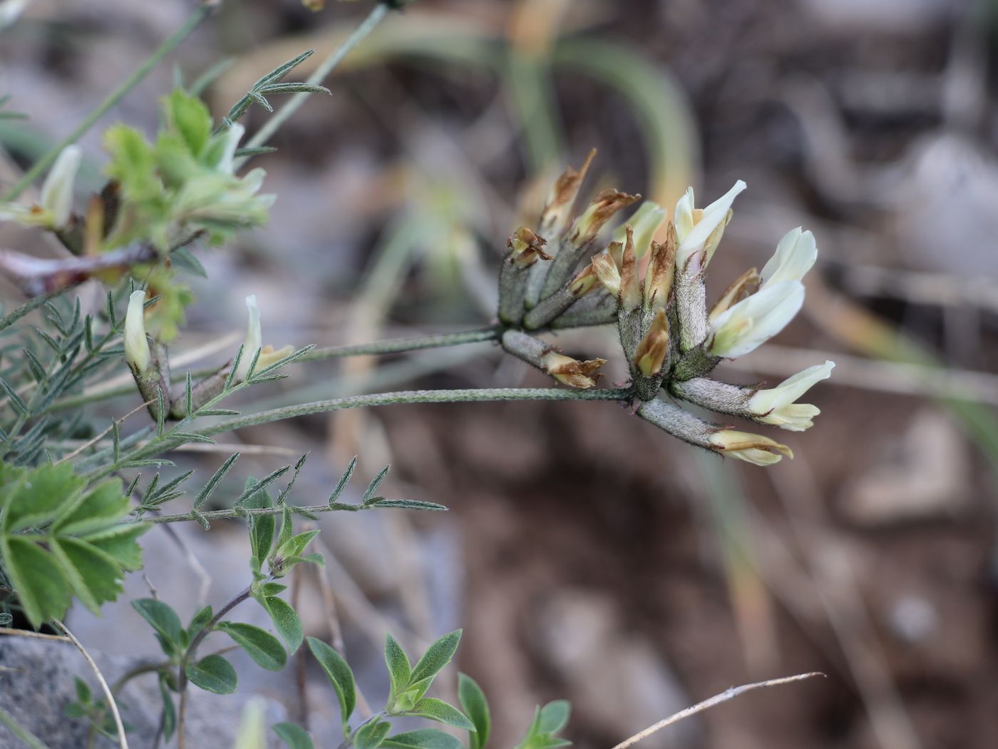 Image of Astragalus pskemensis specimen.