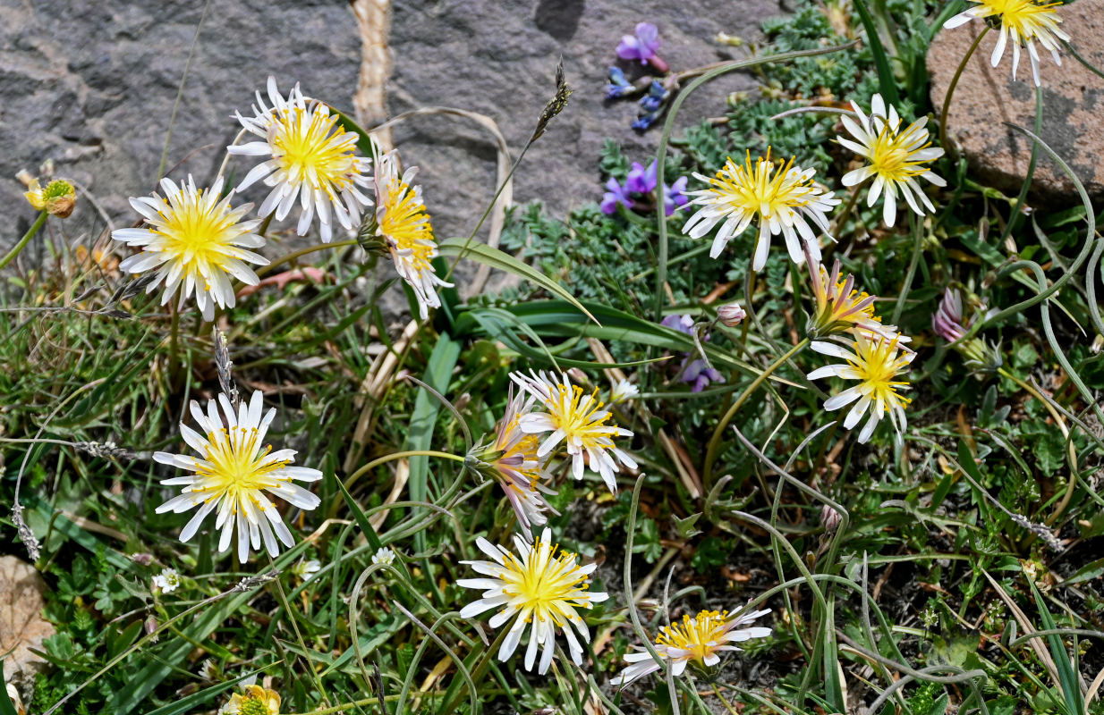 Image of genus Taraxacum specimen.