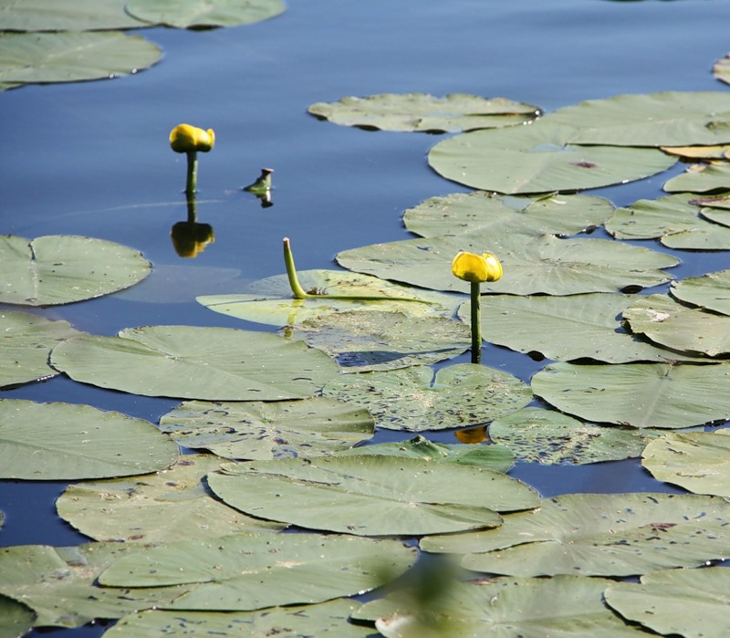 Image of Nuphar lutea specimen.