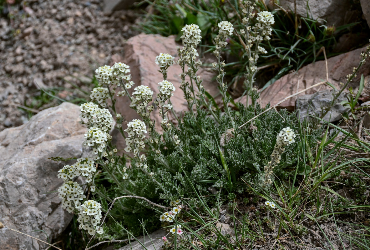 Image of Smelowskia calycina specimen.